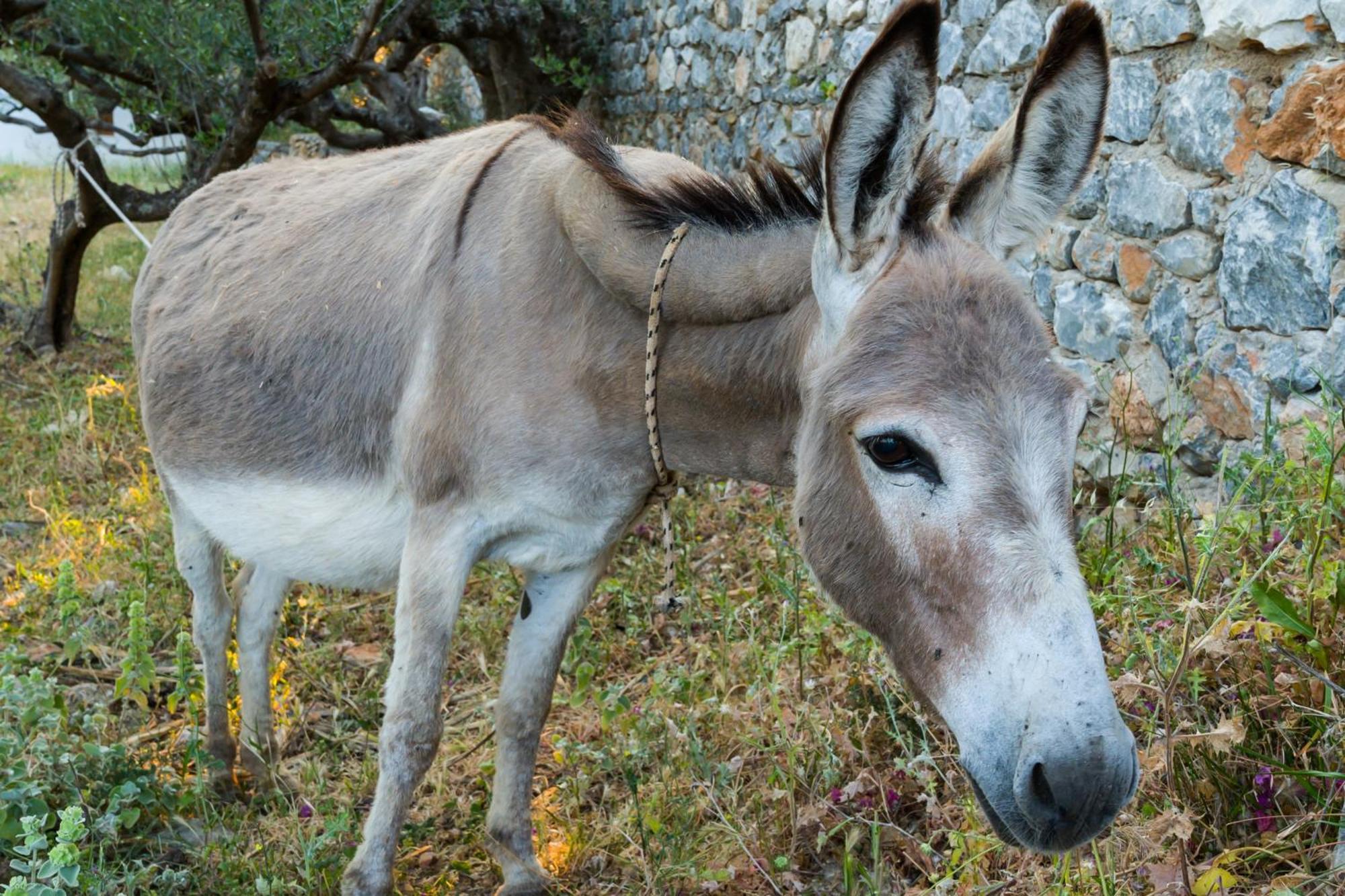 Casa Terra Mani Villa Álika Eksteriør bilde